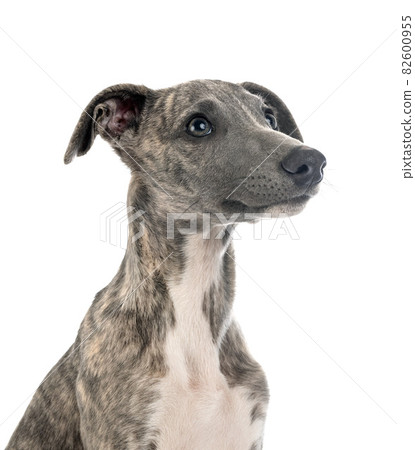 English Whippet in studio 82600955