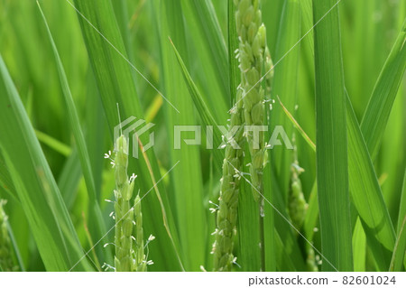 Rice flower Shonai rice, Yamagata prefecture 82601024