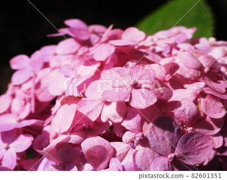 繡球花繡球花 繡球花繡球花 82601351