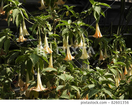 Trumpet tree ANGEL'S TRUMPET TREE Trumpet tree ANGEL'S TRUMPET TREE 82601356