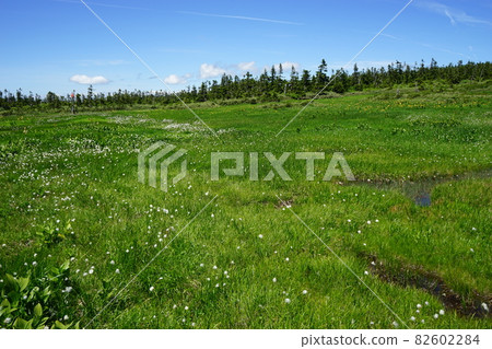 Hachimantai in summer is the season of flowers around Hachimantai 82602284