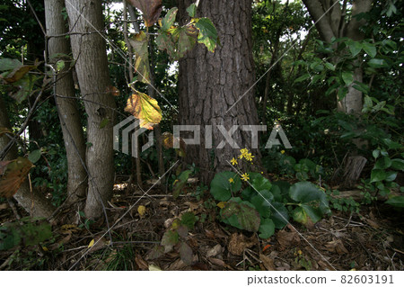 鳥取四季遊秋青島 82603191