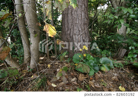 鳥取四季遊秋青島 鳥取四季遊秋青島 82603192