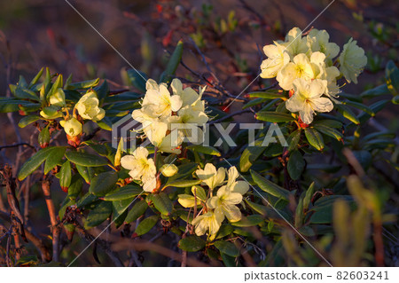 Blooming Rhododendron aureum Blooming Rhododendron aureum 82603241
