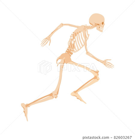 Running human skeleton. Anatomical model of bones rapidly rushing 82603267