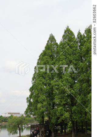 Sa玉縣久喜市久喜壽部公園的風景 82603662