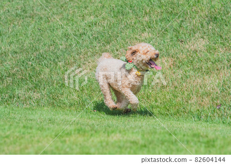 A dog frolicking in a dog run A dog frolicking in a dog run 82604144