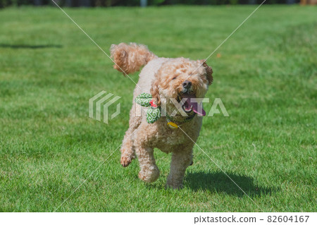 A dog frolicking in a dog run A dog frolicking in a dog run 82604167
