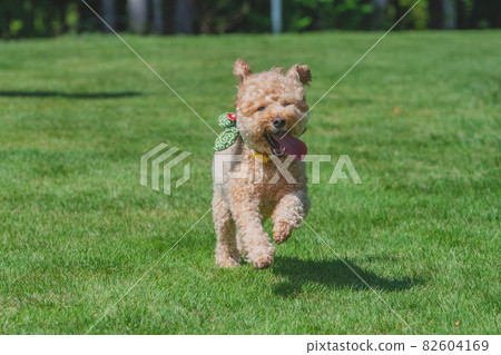 A dog frolicking in a dog run A dog frolicking in a dog run 82604169