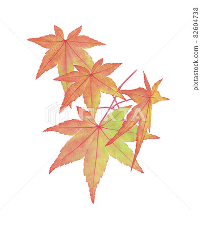楓樹枝葉 82604738