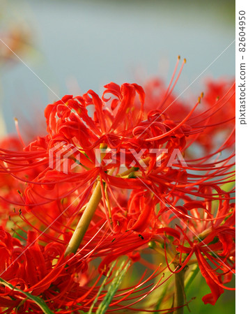 彼岸花 石蒜 曼珠沙華 82604950