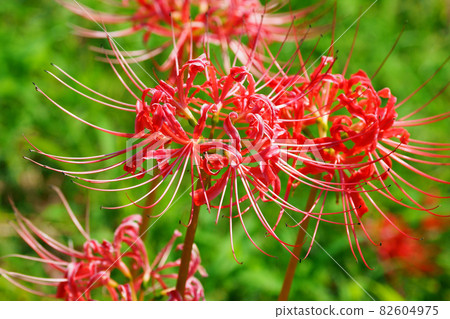 彼岸花 石蒜 曼珠沙華 82604975