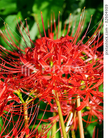 cluster amaryllis, cluster amarylli, red spider lily 82604989