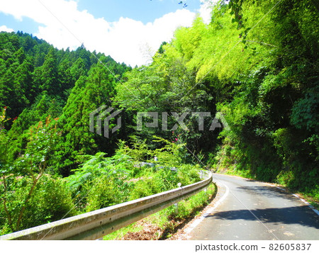 A mountain road with trees in the fresh green season A mountain road with trees in the fresh green season 82605837
