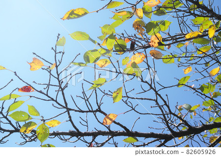 Early autumn autumn image cherry tree 82605926
