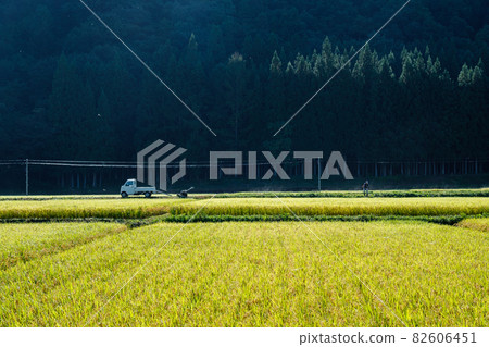 Mowed rice field Mowed rice field 82606451