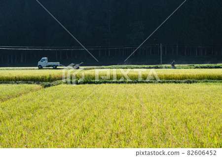 Shining rice ears Shining rice ears 82606452