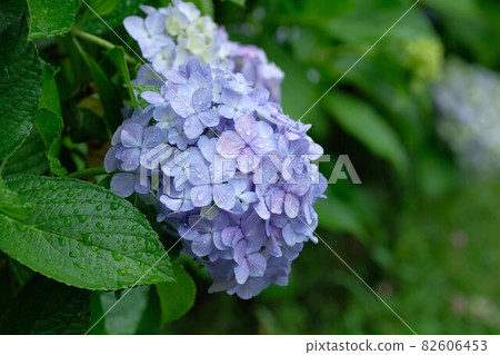 Purple hydrangea Purple hydrangea 82606453