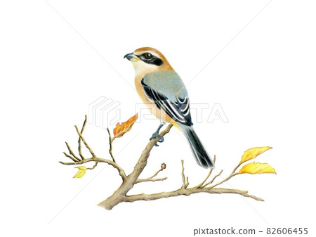 牛頭伯勞冬景 82606455