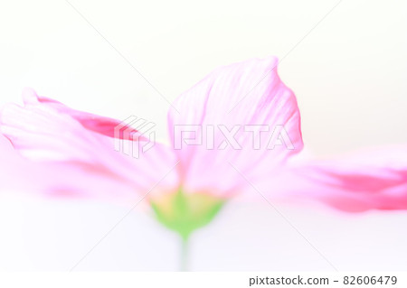 Close up with Cosmos Single Wheel Airy Photo 82606479