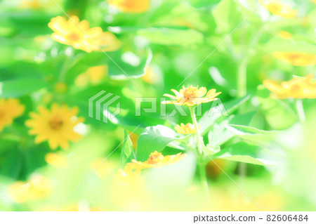 陽光普照，遍地花園的力量之源 黃花梅蘭台 82606484