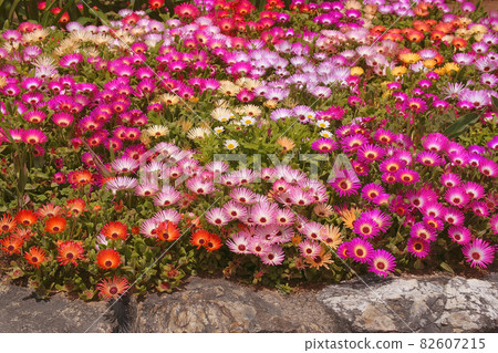 Livingston Daisy 82607215