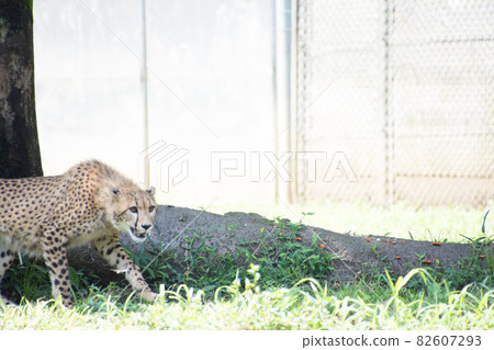 Cheetah Cheetah 82607293