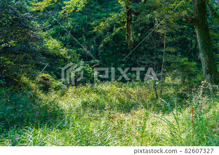 秋季多摩森林科學園濕地鳳仙花和蓼白花 秋季多摩森林科學園濕地鳳仙花和蓼白花 82607327