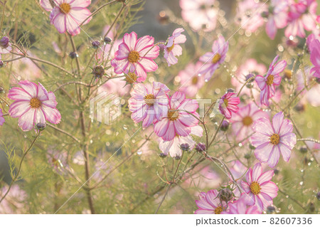 [Kamifurano-cho, Hokkaido] Cosmos field after rain October 82607336