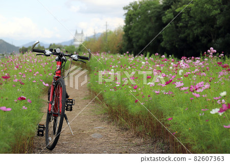 Cosmos Road(福井縣堺市福井縣綠色中心) Cosmos Road(福井縣堺市福井縣綠色中心) 82607363