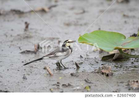 秋天在蓮田覓食的黑背鶺鴒 02 82607400