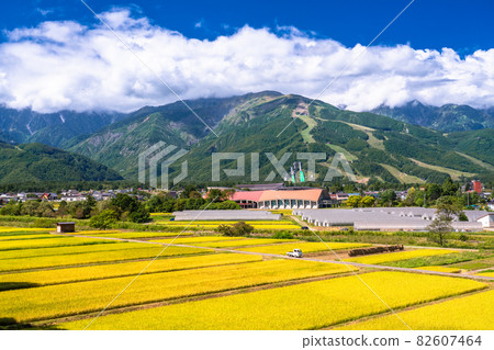《Nagano Prefecture》 Hakuba Village Rural Scenery / Autumn Harvest Time 82607464