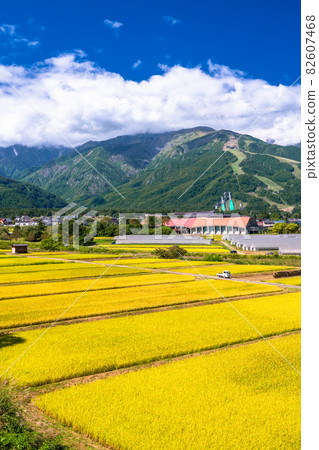 《Nagano Prefecture》 Hakuba Village Rural Scenery / Autumn Harvest Time 82607468