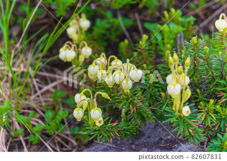 《富山縣立山黑部》青之櫻 82607831