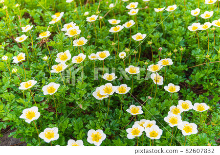 《富山縣立山黑部》盛開的金牛 82607832