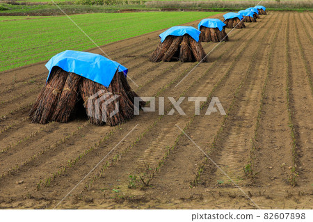 [Kamifurano-cho, Hokkaido] Perilla sardines piled up in October 82607898