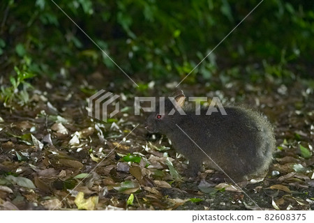 奄美兔（複製空間） 82608375