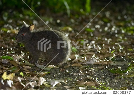 奄美兔（複製空間） 82608377