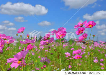 埼玉縣川越市菅沼東岸花田宇宙藍天下 82608519