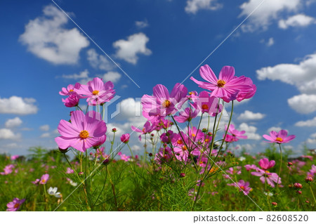 埼玉縣川越市菅沼東岸花田宇宙藍天下 埼玉縣川越市菅沼東岸花田宇宙藍天下 82608520