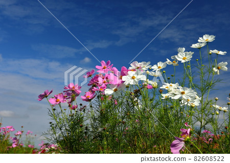 埼玉縣川越市菅沼東岸花田宇宙藍天下 埼玉縣川越市菅沼東岸花田宇宙藍天下 82608522