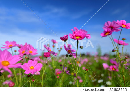 埼玉縣川越市菅沼東岸花田宇宙藍天下 埼玉縣川越市菅沼東岸花田宇宙藍天下 82608523