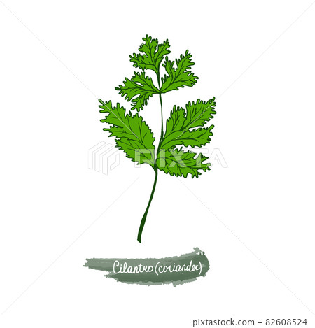 Spicy herbs are grown in the garden. Coriander. Vector illustration is drawn by hand. Doodle style. 82608524