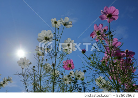 Kawagoe City, Saitama Prefecture Isanuma East Bank Flower Field Cosmos under the backlit blue sky Kawagoe City, Saitama Prefecture Isanuma East Bank Flower Field Cosmos under the backlit blue sky 82608668