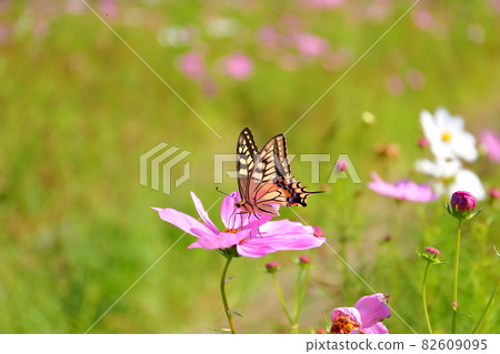 埼玉縣川越市 Isanuma 東岸花田 波斯菊田 燕尾蝶 82609095