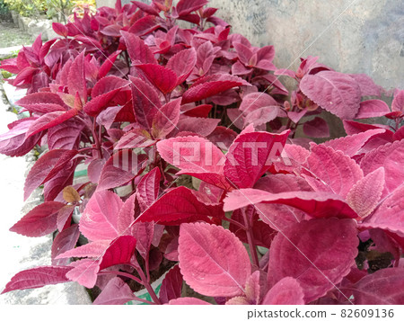 green colored beautiful leaf on tree in garden green colored beautiful leaf on tree in garden 82609136
