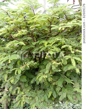 green colored beautiful leaf on tree in garden green colored beautiful leaf on tree in garden 82609176