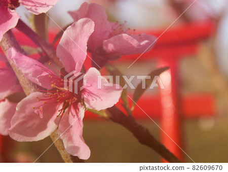 Peach Blossom With Torii Gate in Background Shallow DOF Peach Blossom With Torii Gate in Background Shallow DOF 82609670