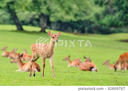 Spring fawn 82609787