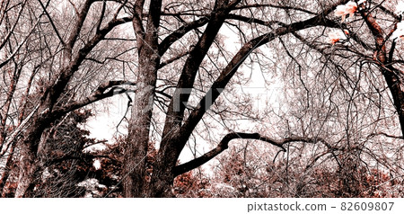 Bukhansan Dullegil 茂密的松樹林 82609807